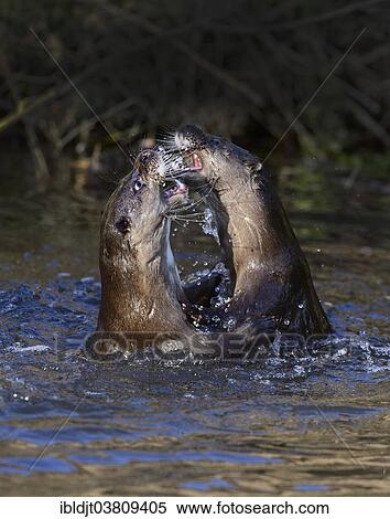 "Otters (Lutra lutra) fighting, River Thet, Norfolk, England, United Kingdom, Europe" View Large Photo Image Stock Photography - "Otters (Lutra lutra) fighting, River Thet, Norfolk, England, United Kingdom, Europe". Fotosearch