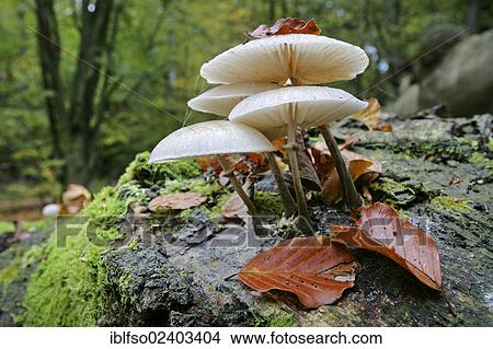 "Oudemansiella mucida (Oudemansiella mucida), on dead beech wood (Fagus sylvatica), Hesse, Germany, Europe" View Large Photo Image Picture - "Oudemansiella mucida (Oudemansiella mucida), on dead beech wood (Fagus sylvatica), Hesse, Germany, Europe". Fotosearch