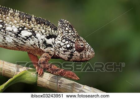 Stock Image - "Oustalet's or Malagasy Giant Chameleon (Furcifer oustaleti), male, looking for food, captive, Madagascar, Africa". Fotosearch