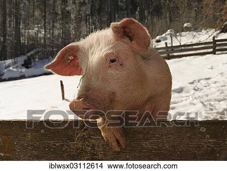 "Outdoor pig at Schwendehof farm, Lenzkirch, Schwarzwald, Baden-Wurttemberg, Germany, Europe" View Large Photo Image Picture - "Outdoor pig at Schwendehof farm, Lenzkirch, Schwarzwald, Baden-Wurttemberg, Germany, Europe". Fotosearch