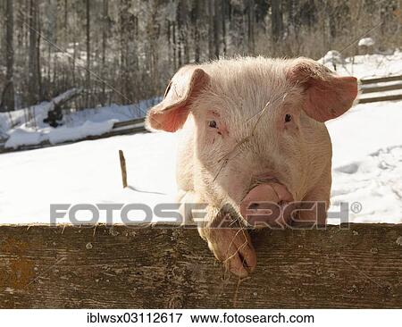 "Outdoor pig at Schwendehof farm, Lenzkirch, Schwarzwald, Baden-Wurttemberg, Germany, Europe" View Large Photo Image Stock Photo - "Outdoor pig at Schwendehof farm, Lenzkirch, Schwarzwald, Baden-Wurttemberg, Germany, Europe". Fotosearch