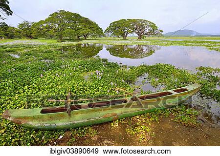 "Outrigger canoe on the banks of the artificial lake Tissa Wewa, Tissamaharama, Southern Province, Sri Lanka, Asia" View Large Photo Image Stock Photo - "Outrigger canoe on the banks of the artificial lake Tissa Wewa, Tissamaharama, Southern Province, Sri Lanka, Asia". Fotosearch
