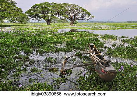 Stock Photograph - "Outrigger canoe on the banks of the artificial lake Tissa Wewa, Tissamaharama, Southern Province, Sri Lanka, Asia". Fotosearch