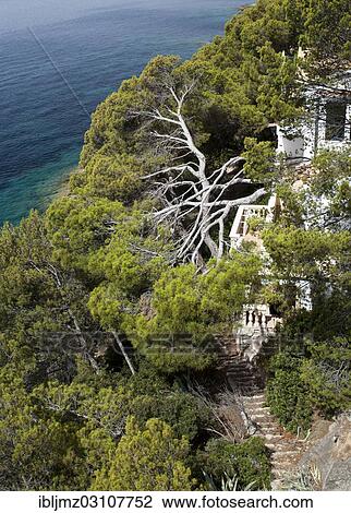 "Overgrown cliff-lined bay, Cap d'es Pinar, Mallorca, Majorca, Balearic Islands, Spain, Europe" View Large Photo Image Stock Image - "Overgrown cliff-lined bay, Cap d'es Pinar, Mallorca, Majorca, Balearic Islands, Spain, Europe". Fotosearch
