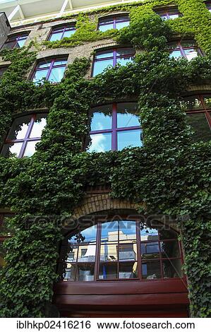 Overgrown facade in a backyard, Berlin, Germany, Europe View Large Photo Image Stock Photograph - Overgrown facade in a backyard, Berlin, Germany, Europe. Fotosearch