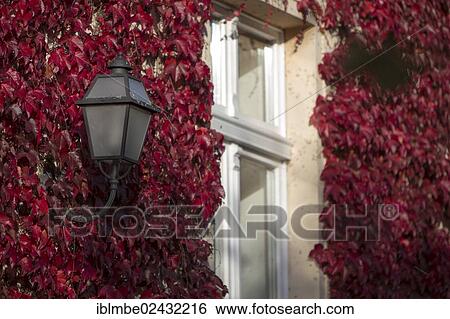 "Overgrwon facade of a house with a window and lamp in autumn, Rohrbeck near Berlin, Brandenburg, Germany, Europe" View Large Photo Image Stock Photograph - "Overgrwon facade of a house with a window and lamp in autumn, Rohrbeck near Berlin, Brandenburg, Germany, Europe". Fotosearch