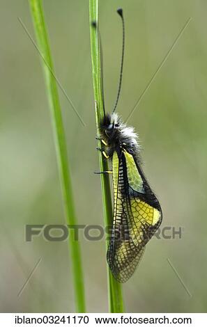 "Owly Sulphur (Libelloides coccajus) perched on a blade of grass, Feldthurns, South Tyrol province, Trentino-Alto Adige, Italy, Europe" View Large Photo Image Stock Image - "Owly Sulphur (Libelloides coccajus) perched on a blade of grass, Feldthurns, South Tyrol province, Trentino-Alto Adige, Italy, Europe". Fotosearch