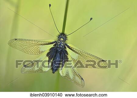 "Owly Sulphur (Libelloides coccajus), Baden-Wurttemberg, Germany, Europe" View Large Photo Image Stock Image - "Owly Sulphur (Libelloides coccajus), Baden-Wurttemberg, Germany, Europe". Fotosearch