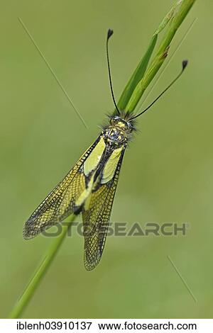 "Owly Sulphur (Libelloides coccajus), Baden-Wurttemberg, Germany, Europe" View Large Photo Image Stock Photo - "Owly Sulphur (Libelloides coccajus), Baden-Wurttemberg, Germany, Europe". Fotosearch