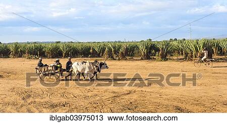 "Ox cart in front of a Sisal plantation (Agave sisalana), Berenty, Tolagnaro, Toliara Province, Madagascar, Africa" View Large Photo Image Stock Image - "Ox cart in front of a Sisal plantation (Agave sisalana), Berenty, Tolagnaro, Toliara Province, Madagascar, Africa". Fotosearch