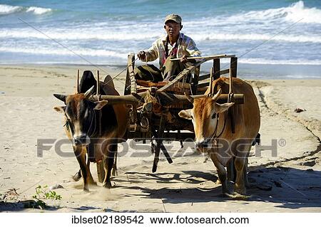 "Ox-cart on Ngwe Saung Beach, Myanmar, Burma, Southeast Asia, Asia" View Large Photo Image Stock Image - "Ox-cart on Ngwe Saung Beach, Myanmar, Burma, Southeast Asia, Asia". Fotosearch