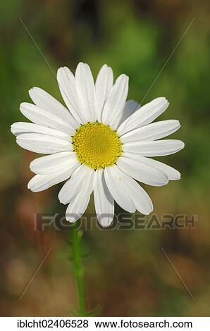 Stock Photo - "Ox-eye Daisy (Leucanthemum vulgare, Chrysanthemum leucanthemum), North Rhine-Westphalia, Germany, Europe". Fotosearch