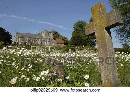 "Ox-eye Daisy (Leucanthemum vulgare) flowering mass, growing amongst headstones in churchyard habitat, St. Peter's Parish Church, Boughton Monchelsea, Kent, England, United Kingdom, Europe" View Large Photo Image Stock Photo - "Ox-eye Daisy (Leucanthemum vulgare) flowering mass, growing amongst headstones in churchyard habitat, St. Peter's Parish Church, Boughton Monchelsea, Kent, England, United Kingdom, Europe". Fotosearch
