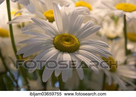 Stock Photography - "Ox-eye Daisy or Oxeye Daisy (Leucanthemum vulgare), North Rhine-Westphalia, Germany, Europe". Fotosearch