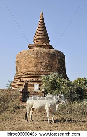 "Ox in front of a stupa in the Pagoda Field of Bagan, Bagan, Myanmar, Burma, Asia" View Large Photo Image Stock Photography - "Ox in front of a stupa in the Pagoda Field of Bagan, Bagan, Myanmar, Burma, Asia". Fotosearch
