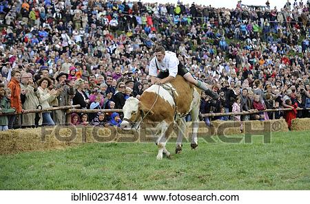 "Ox race in Muensing, Upper Bavaria, Bavaria, Germany, Europe" View Large Photo Image Picture - "Ox race in Muensing, Upper Bavaria, Bavaria, Germany, Europe". Fotosearch