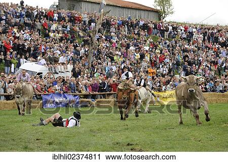 "Ox race in Muensing, Upper Bavaria, Bavaria, Germany, Europe" View Large Photo Image Stock Image - "Ox race in Muensing, Upper Bavaria, Bavaria, Germany, Europe". Fotosearch
