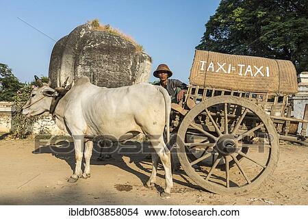 Picture - "Oxcart taxi parked in front of the ruins of the half-lion Chinthe, Mingun, Sagaing Region, Myanmar, Asia". Fotosearch