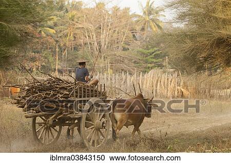 "Oxcart transporting firewood, Ngapali Beach, Thandwe, Myanmar, Asia" View Large Photo Image Stock Image - "Oxcart transporting firewood, Ngapali Beach, Thandwe, Myanmar, Asia". Fotosearch