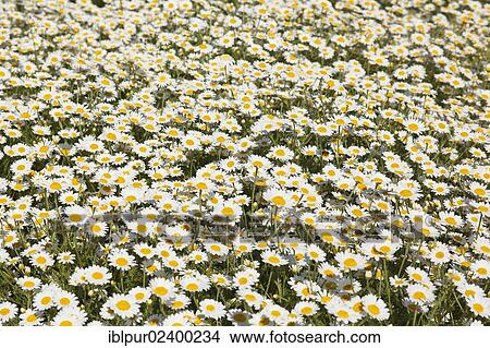 Picture - "Oxeye Daisies (Leucanthemum vulgare) in small fields between Altsattel and Staucha, Lommatzscher Pflege district, Saxony, Germany, Europe". Fotosearch