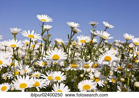 "Oxeye Daisies (Leucanthemum vulgare) against a blue sky, between Altsattel and Staucha, Lommatzscher Pflege district, Saxony, Germany, Europe" View Large Photo Image Stock Image - "Oxeye Daisies (Leucanthemum vulgare) against a blue sky, between Altsattel and Staucha, Lommatzscher Pflege district, Saxony, Germany, Europe". Fotosearch
