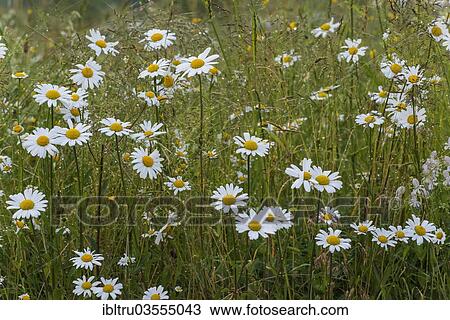 "Oxeye daisies (Leucanthemum vulgare), Salzburg State, Austria, Europe" View Large Photo Image Stock Image - "Oxeye daisies (Leucanthemum vulgare), Salzburg State, Austria, Europe". Fotosearch