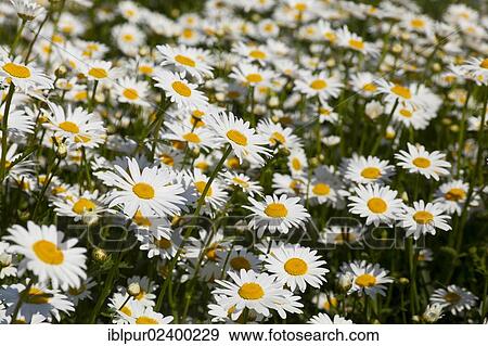 "Oxeye Daisies (Leucanthemum vulgare) in small fields between Altsattel and Staucha, Lommatzscher Pflege district, Saxony, Germany, Europe" View Large Photo Image Stock Photo - "Oxeye Daisies (Leucanthemum vulgare) in small fields between Altsattel and Staucha, Lommatzscher Pflege district, Saxony, Germany, Europe". Fotosearch