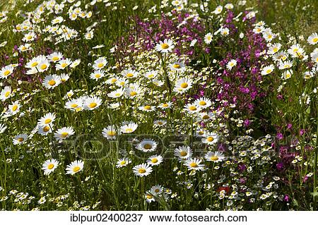 Stock Photo - "Oxeye Daisies (Leucanthemum vulgare), Red Campion (Silene dioica) and Scented Mayweed or German Chamomile (Matricaria chamomilla) in small fields between Altsattel and Staucha, Lommatzscher Pflege district, Saxony, Germany, Europe". Fotosearch