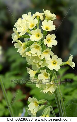 "Oxlip or True Oxlip (Primula elatior), in flower, North Rhine-Westphalia, Germany, Europe" View Large Photo Image Stock Photograph - "Oxlip or True Oxlip (Primula elatior), in flower, North Rhine-Westphalia, Germany, Europe". Fotosearch