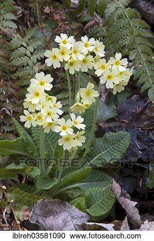 "Oxlip (Primula elatior), Innsbruck, Tyrol, Austria, Europe" View Large Photo Image Stock Image - "Oxlip (Primula elatior), Innsbruck, Tyrol, Austria, Europe". Fotosearch