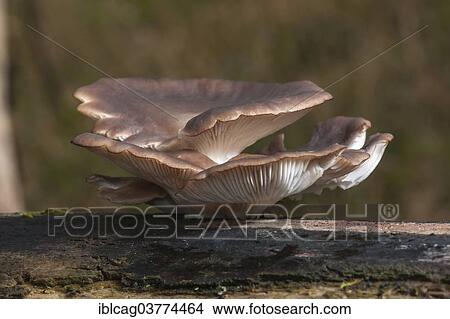 "Oyster Mushroom (Pleurotus ostreatus), edible mushroom, Hesse, Germany, Europe" View Large Photo Image Picture - "Oyster Mushroom (Pleurotus ostreatus), edible mushroom, Hesse, Germany, Europe". Fotosearch
