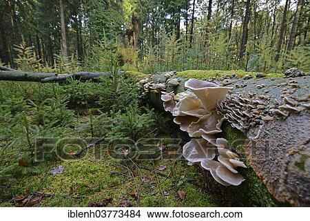 "Oyster Mushroom (Pleurotus ostreatus), Lower Saxony, Germany, Europe" View Large Photo Image Picture - "Oyster Mushroom (Pleurotus ostreatus), Lower Saxony, Germany, Europe". Fotosearch