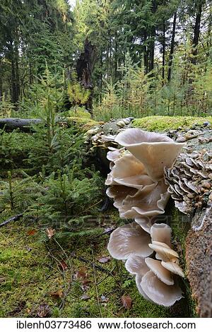 Stock Photograph - "Oyster Mushroom (Pleurotus ostreatus), Lower Saxony, Germany, Europe". Fotosearch