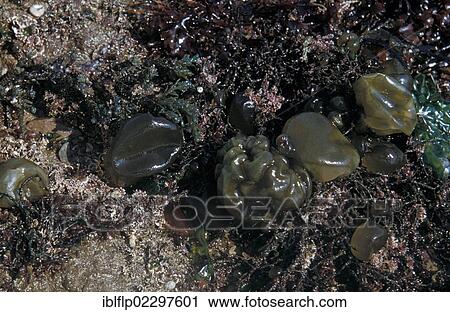 "Oyster Thief (Colpomenia peregrina) with corallina and other seaweeds, at low tide" View Large Photo Image Stock Image - "Oyster Thief (Colpomenia peregrina) with corallina and other seaweeds, at low tide". Fotosearch