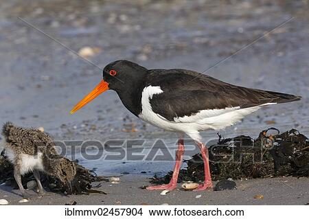 "Oystercatcher (Haematopus ostralegus) feeding chick, Minsener Oog, East Frisian Islands, Lower Saxony Wadden Sea, Lower Saxony, Germany, Europe" View Large Photo Image Picture - "Oystercatcher (Haematopus ostralegus) feeding chick, Minsener Oog, East Frisian Islands, Lower Saxony Wadden Sea, Lower Saxony, Germany, Europe". Fotosearch