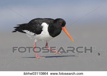 Picture - "Oystercatcher (Haematopus ostralegus) foraging for food on the beach, Helgoland, Helgoland, Schleswig-Holstein, Germany, Europe". Fotosearch