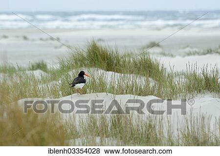 Stock Photo - "Oystercatcher (Haematopus ostralegus) standing on a dune at a beach, Juist, East Frisian Islands, East Frisia, Lower Saxony, Germany, Europe". Fotosearch
