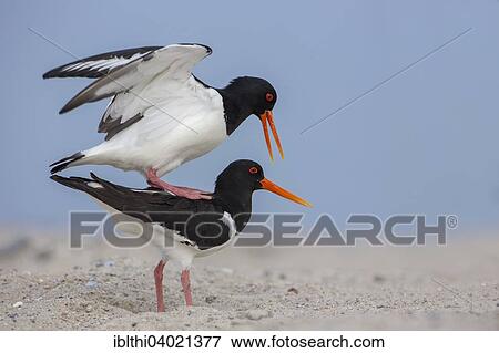 "Oystercatcher (Haematopus ostralegus), mating, Heligoland, Germany, Europe" View Large Photo Image Stock Photo - "Oystercatcher (Haematopus ostralegus), mating, Heligoland, Germany, Europe". Fotosearch