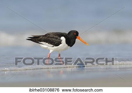 "Oystercatcher (Haematopus ostralegus) foraging for food on the beach, Helgoland, Helgoland, Schleswig-Holstein, Germany, Europe" View Large Photo Image Stock Photograph - "Oystercatcher (Haematopus ostralegus) foraging for food on the beach, Helgoland, Helgoland, Schleswig-Holstein, Germany, Europe". Fotosearch