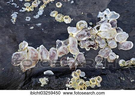 Stock Image - "Oysters (Crassostrea sp. ) and Barnacles (Balanus sp. ) on driftwood, Captiva Island, Florida, United States, North America". Fotosearch