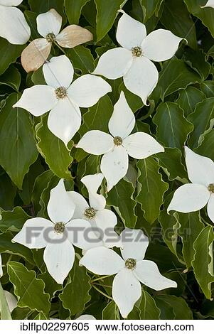 Stock Photography - "Pacific Dogwood (Cornus nuttallii), flowering, close-up of bracts, Northern California, USA". Fotosearch