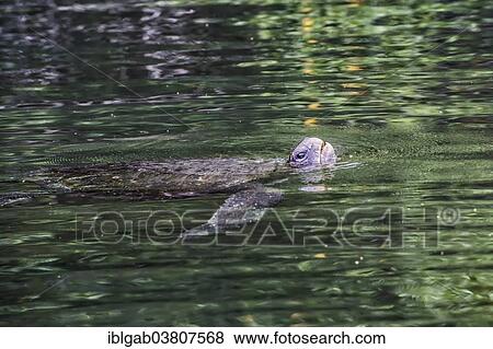 Stock Photo - "Pacific Green Turtle (Chelonia mydas agassizi) swimming, Elisabeth Bay, Isabela Island, Galapagos, Ecuador, South America". Fotosearch