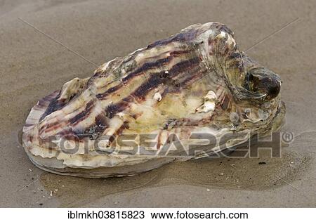 "Pacific Oyster (Crassostrea pacifica), Amrum, North Frisian Islands, Schleswig-Holstein, Germany, Europe" View Large Photo Image Stock Image - "Pacific Oyster (Crassostrea pacifica), Amrum, North Frisian Islands, Schleswig-Holstein, Germany, Europe". Fotosearch