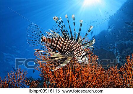 "Pacific Red Lionfish (Pterois volitans), Great Barrier Reef, UNESCO World Natural Heritage Site, Pacific Ocean, Queensland, Australia, Oceania" View Large Photo Image Stock Photography - "Pacific Red Lionfish (Pterois volitans), Great Barrier Reef, UNESCO World Natural Heritage Site, Pacific Ocean, Queensland, Australia, Oceania". Fotosearch