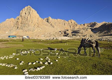 "Pack horse grazing near a nomad camp, Yedigoller plateau, High or Anti-Taurus Mountains, Aladaglar National Park, Turkey, Asia" View Large Photo Image Stock Photo - "Pack horse grazing near a nomad camp, Yedigoller plateau, High or Anti-Taurus Mountains, Aladaglar National Park, Turkey, Asia". Fotosearch