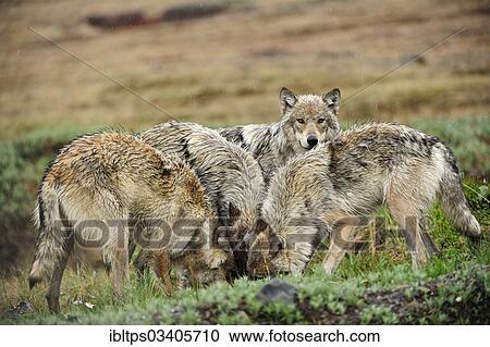 "Pack of Wolves (Canis lupus) in the Arctic tundra, Denali National Park, Alaska, United States, North America" View Large Photo Image Stock Image - "Pack of Wolves (Canis lupus) in the Arctic tundra, Denali National Park, Alaska, United States, North America". Fotosearch