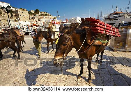 "Pack ponies waiting to be loaded with goods on Hydra, Saronic Islands, Greece, Europe" View Large Photo Image Picture - "Pack ponies waiting to be loaded with goods on Hydra, Saronic Islands, Greece, Europe". Fotosearch