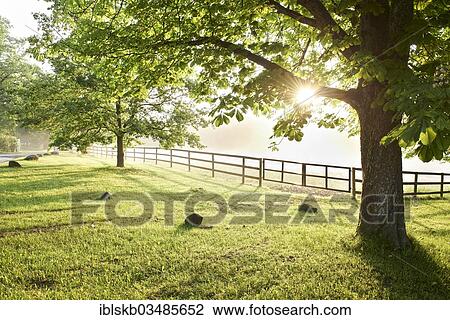 "Paddock surrounded by trees in the morning light, Ammerland am Starnberger See, Munsing, Upper Bavaria, Bavaria, Germany, Europe" View Large Photo Image Stock Image - "Paddock surrounded by trees in the morning light, Ammerland am Starnberger See, Munsing, Upper Bavaria, Bavaria, Germany, Europe". Fotosearch