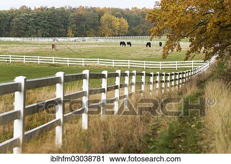 "Paddocks in autumn, Insel Rugen, Ralswiek, Mecklenburg-Western Pomerania, Germany, Europe" View Large Photo Image Stock Image - "Paddocks in autumn, Insel Rugen, Ralswiek, Mecklenburg-Western Pomerania, Germany, Europe". Fotosearch