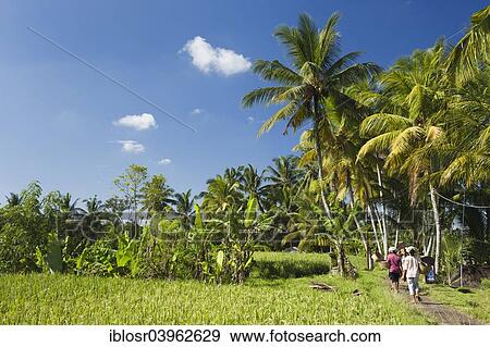 Stock Photo - "Paddy field and coconut palms, Ubud, Bali, Indonesia, Asia". Fotosearch
